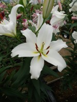 [5546 PO49 LUN 5349 No02.JPG]